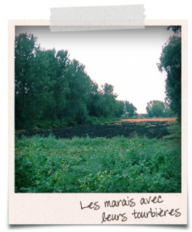 (8) Les marais avec leurs tourbières