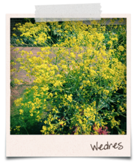 (6) Wedres